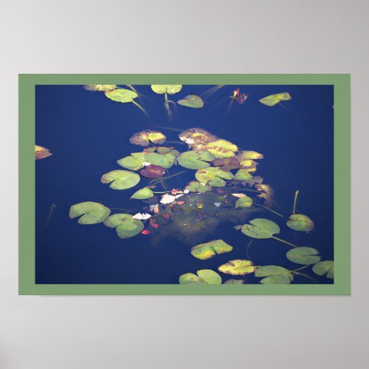 Waterlelies Foto Poster (Voorkant)
