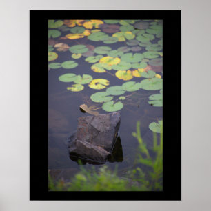 Waterlelies Foto Poster