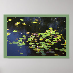 Waterlelies Foto Poster