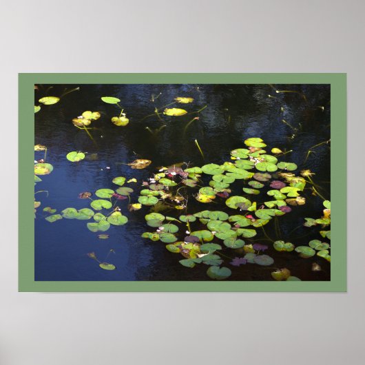 Waterlelies Foto Poster (Voorkant)
