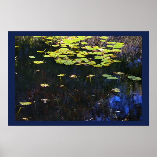 Waterlelies Foto Poster (Voorkant)