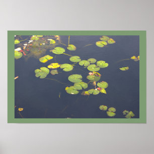 Waterlelies Foto Poster