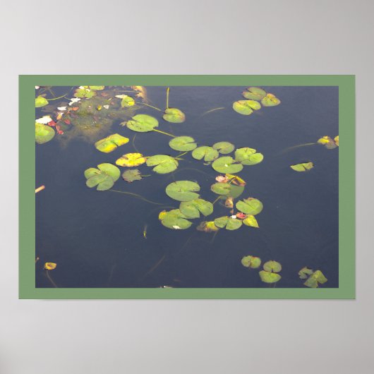 Waterlelies Foto Poster (Voorkant)
