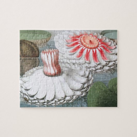 Waterlelies in een vijver in de tuin legpuzzel (Horizontaal)