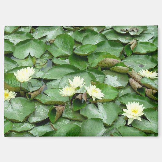 Waterlelies Magneet (Voorkant)