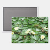 Waterlelies Magneet (Voorkant / Achterkant)