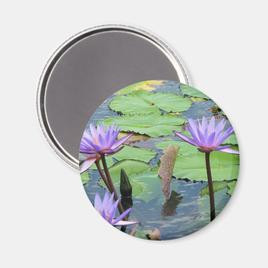 Waterlelies Magneet (Voorkant / Achterkant)