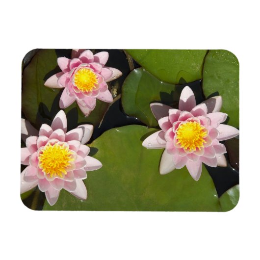 Waterlelies Magneet (Horizontaal)