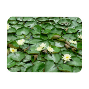 Waterlelies Magneet