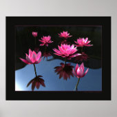 Waterlelies Poster (Voorkant)