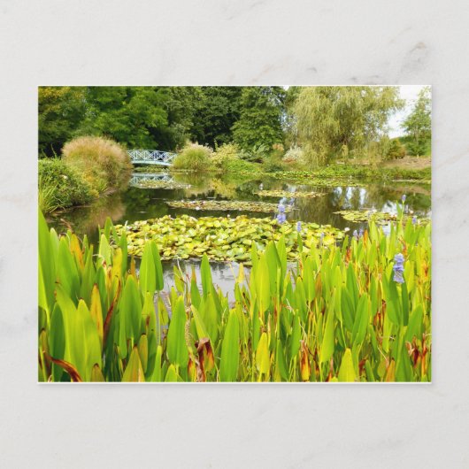 Waterlelkaart Briefkaart (Voorkant)