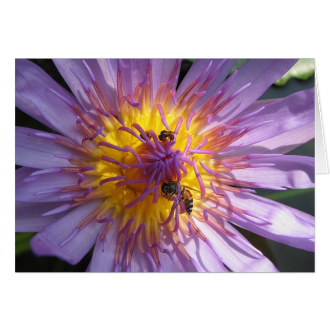 Waterlieveling (Voorkant Horizontaal)