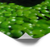 Waterlieveling Poster (Hoek)