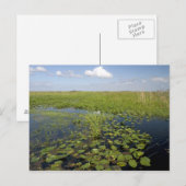 Waterliezen en zaadgras in Florida everglades Briefkaart (Voorkant / Achterkant)