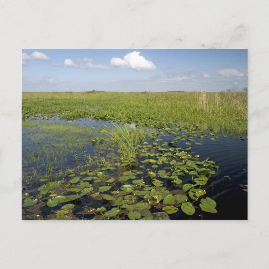 Waterliezen en zaadgras in Florida everglades Briefkaart (Voorkant)