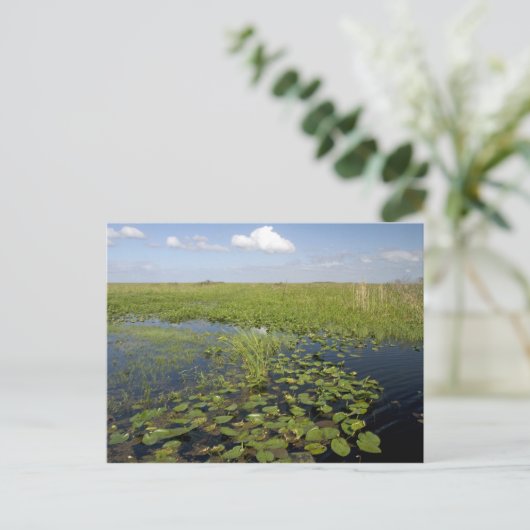 Waterliezen en zaadgras in Florida everglades Briefkaart (Staand voorkant)