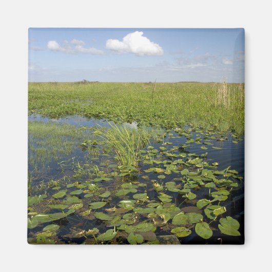 Waterliezen en zaadgras in Florida everglades Magneet (Voorkant)