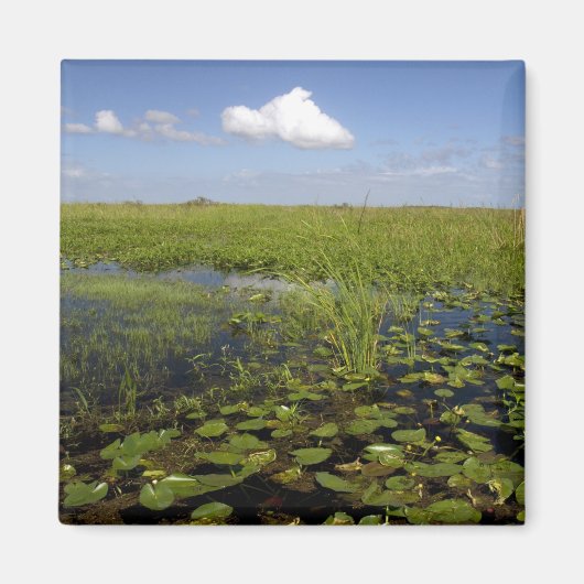 Waterliezen en zaadgras in Florida everglades Magneet (Voorkant)