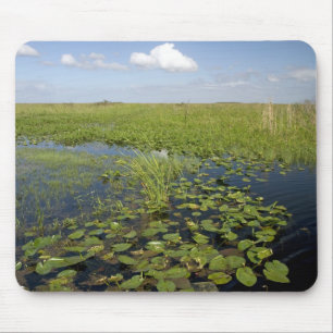 Waterliezen en zaadgras in Florida everglades Muismat