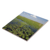Waterliezen en zaadgras in Florida everglades Tegeltje (Zijkant)