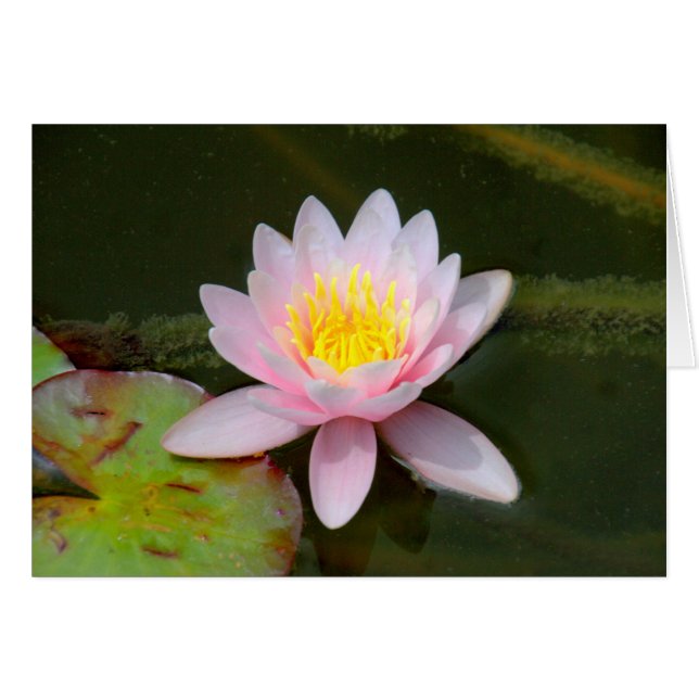 " Waterlilly " (Voorkant Horizontaal)