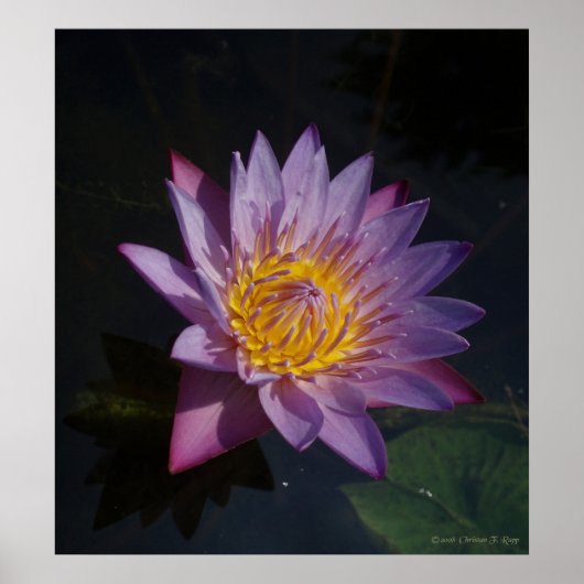Waterlilly Poster (Voorkant)