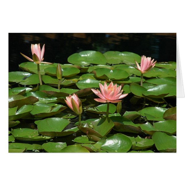 Waterlily 4 (Voorkant Horizontaal)
