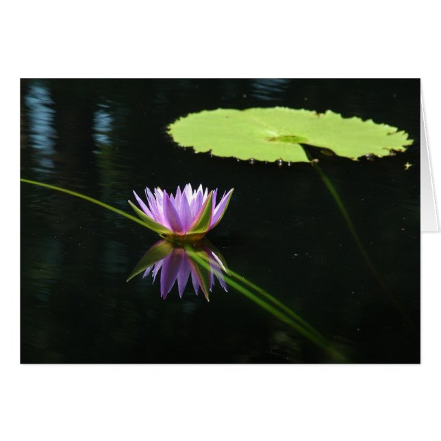 Waterlily 7 (Voorkant Horizontaal)