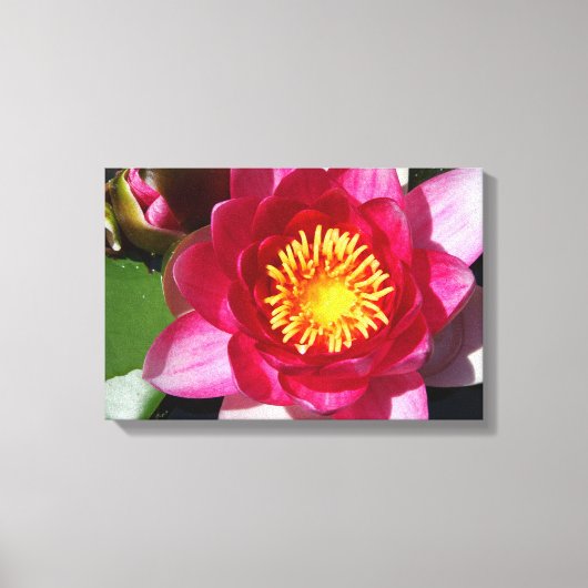 WaterLily CloseUp Canvas Afdruk (Voorkant)