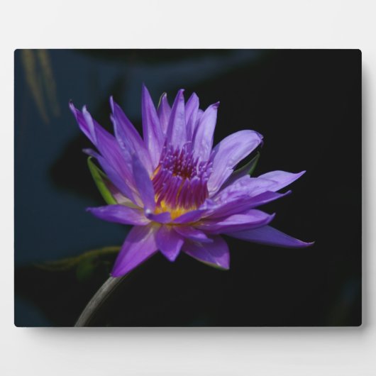 Waterlily Lotus Fotoplaat (Voorkant)