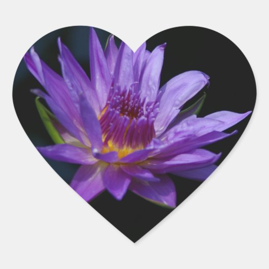 Waterlily Lotus Hart Sticker (Voorkant)