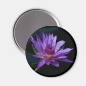 Waterlily Lotus Magneet (Voorkant / Achterkant)