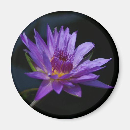 Waterlily Lotus Magneet (Voorkant)