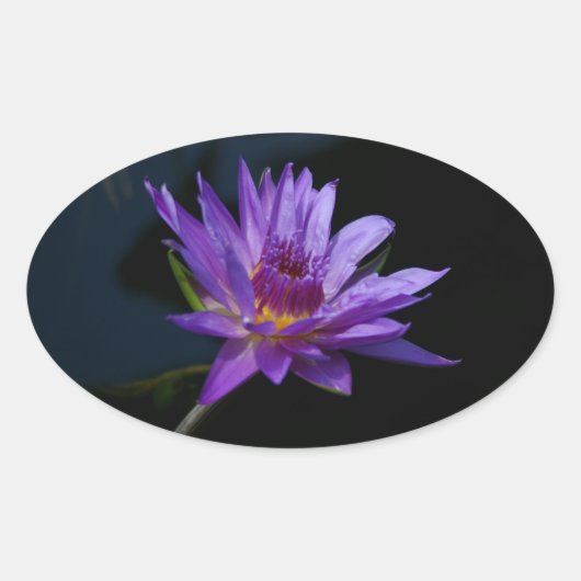 Waterlily Lotus Ovale Sticker (Voorkant)