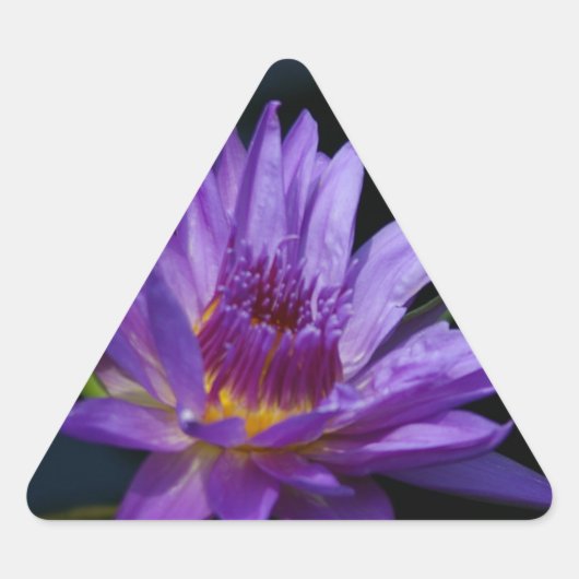 Waterlily Lotus Sticker (Voorkant)