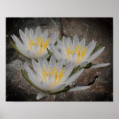 WaterLily Lotus-ventilator op steen Poster (Voorkant)