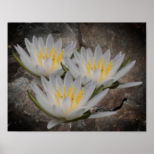 WaterLily Lotus-ventilator op steen Poster (Voorkant)