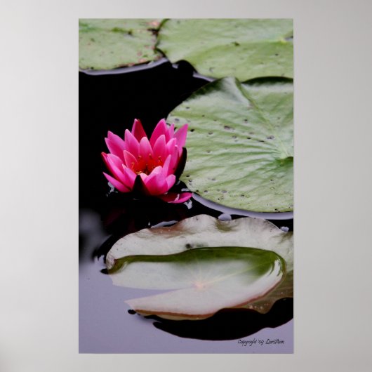 WaterLily Poster (Voorkant)