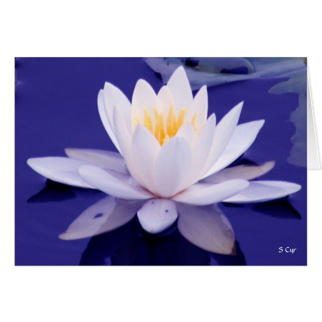 Waterlily Wonder, S Cyr (Voorkant Horizontaal)