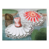  waterlioen bloemen in een Garden Pond (Voorkant Horizontaal)