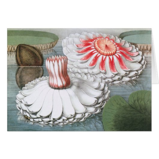  waterlioen bloemen in een Garden Pond (Voorkant Horizontaal)