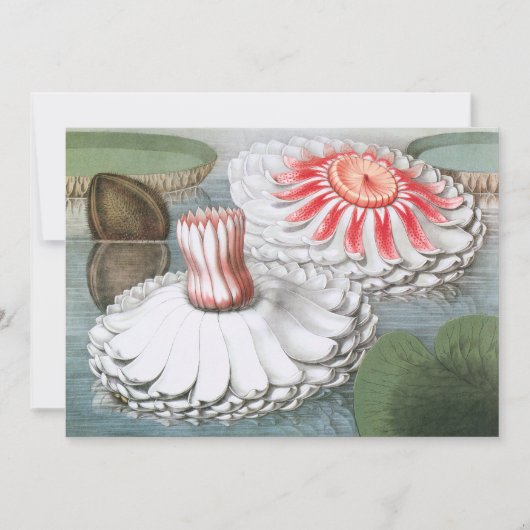  waterlioen bloemen in een Garden Pond (Voorkant)