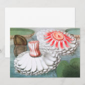  waterlioen bloemen in een Garden Pond (Voorkant / Achterkant)