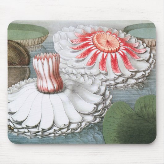  waterlioen bloemen in een Garden Pond Muismat (Voorkant)