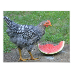 Watermeloen Chicken Photo Print Foto Afdruk