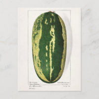 Watermeloen (Citrullus Lanatus)