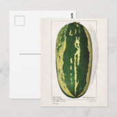 Watermeloen (Citrullus Lanatus) Briefkaart (Voorkant / Achterkant)