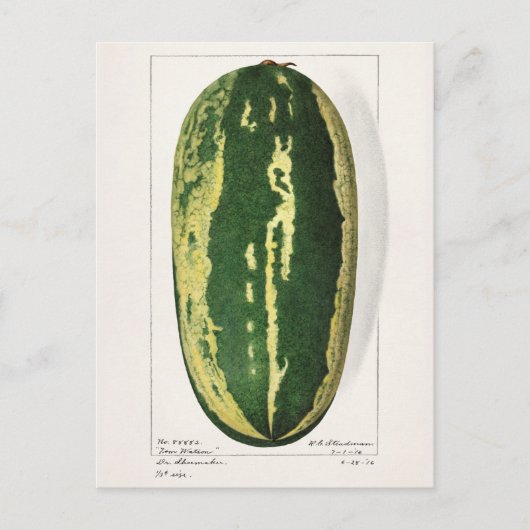 Watermeloen (Citrullus Lanatus) Briefkaart (Voorkant)