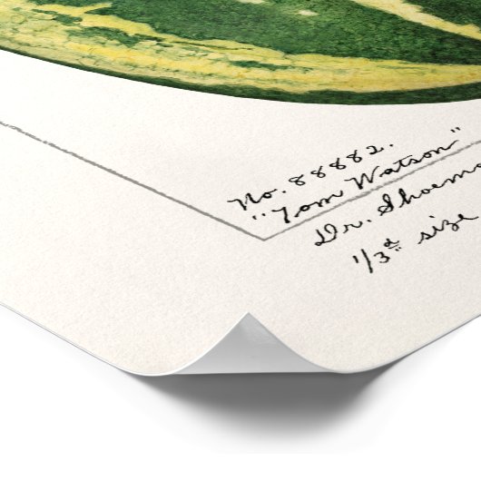 Watermeloen (Citrullus Lanatus) Poster (Hoek)