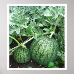 Watermeloen Plant met kleine meloenen in de tuin Poster